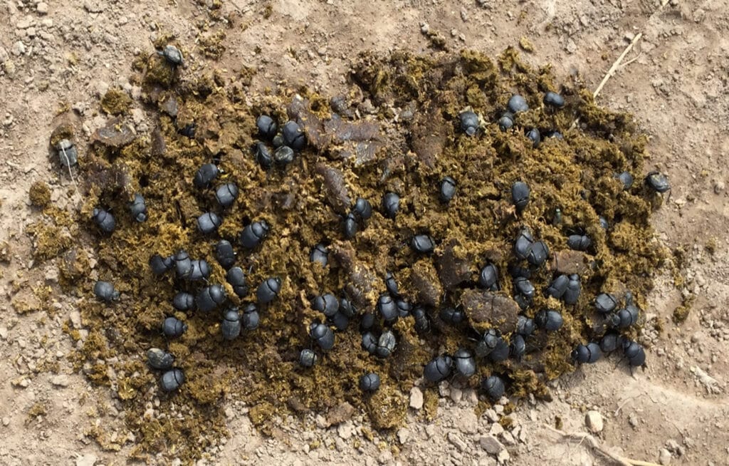 Dung Beetles at Work in the Chihuahuan Desert