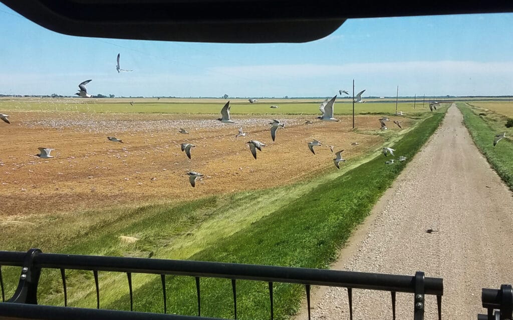 Seagulls while harvesting