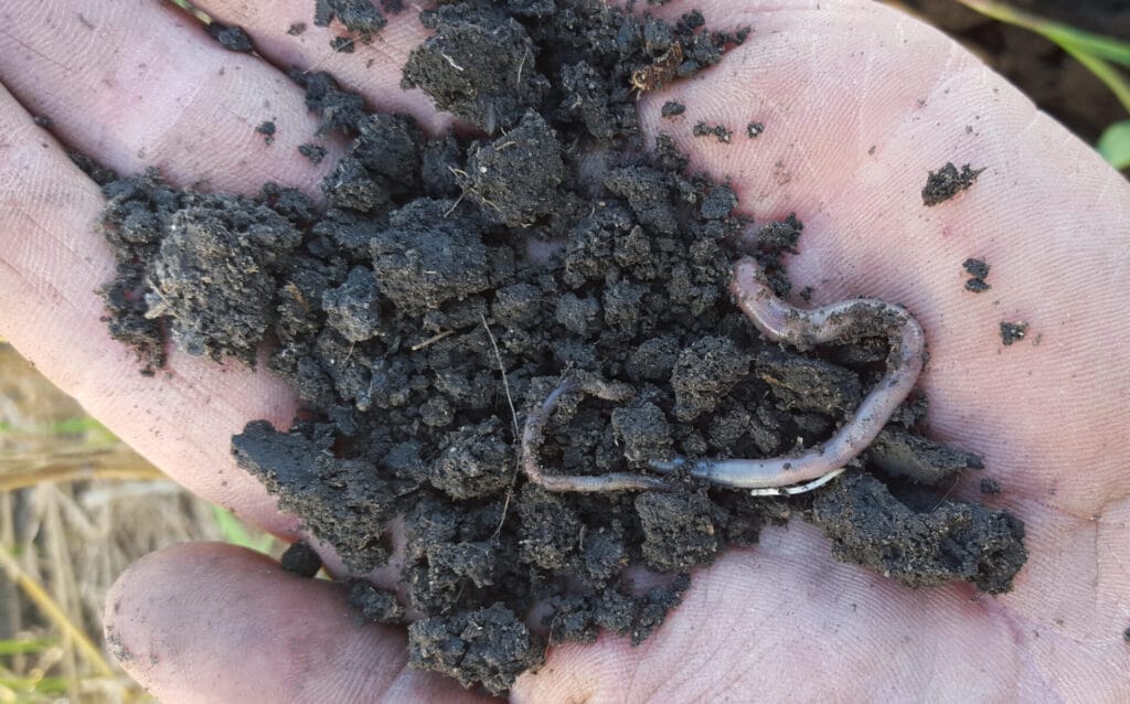 Soil and worms