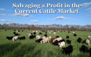 Salvaging a Profit in the Current Cattle Market