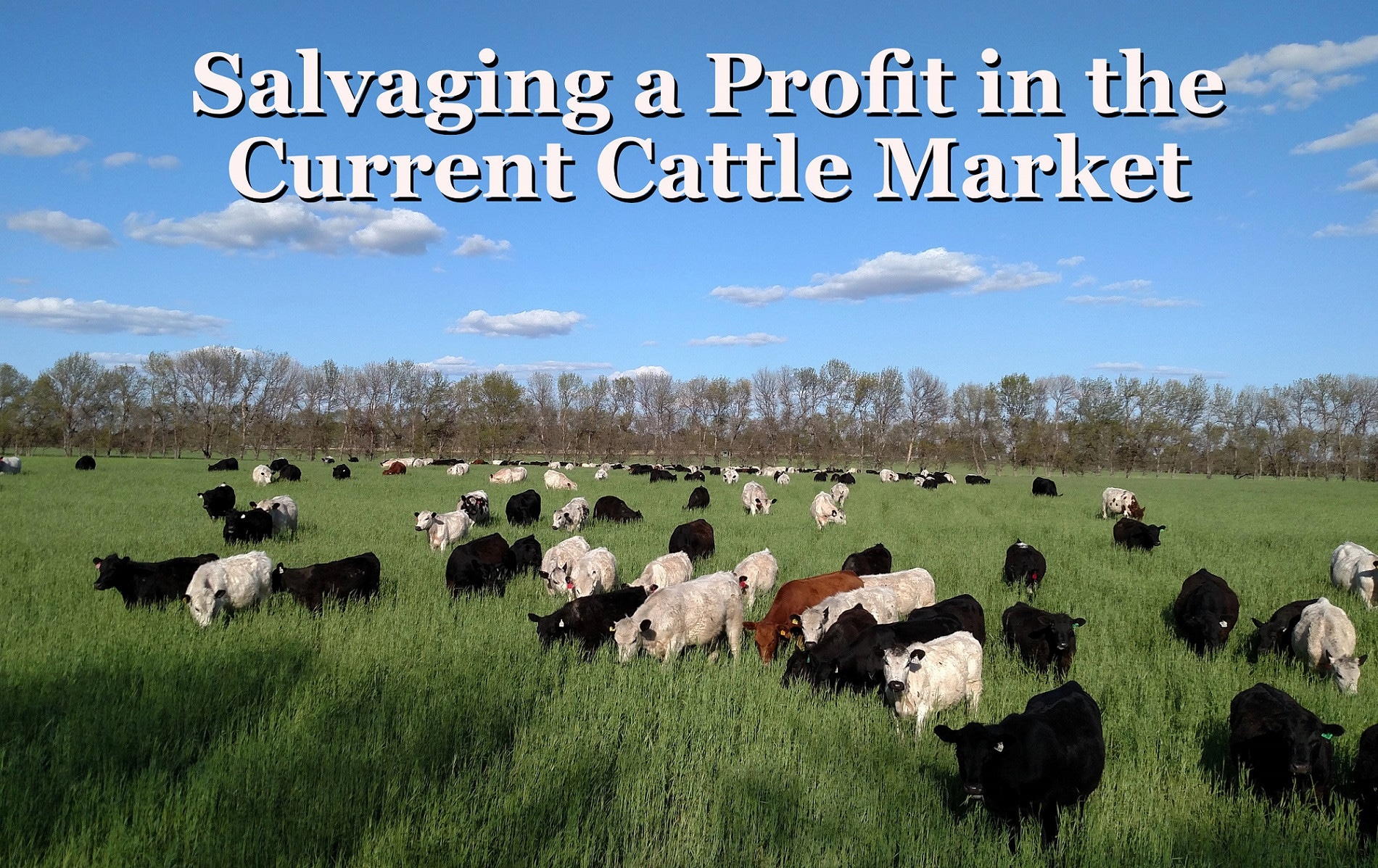 Salvaging a Profit in the Current Cattle Market Understanding Ag