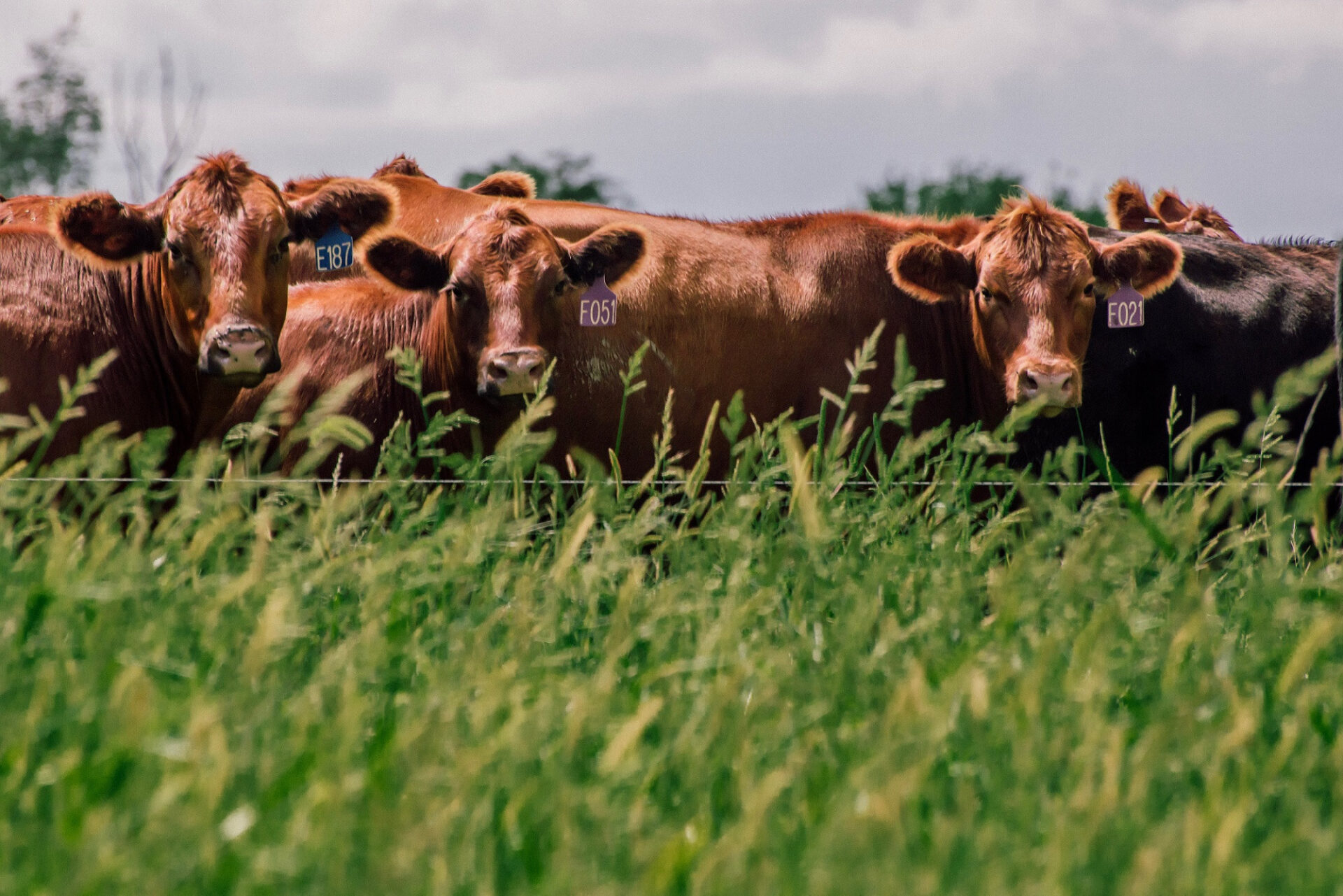 https://understandingag.com/wp-content/uploads/2020/05/The-Unintended-Consequences-of-Fake-Meat.jpg