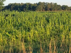 Cattle in Cover Crops