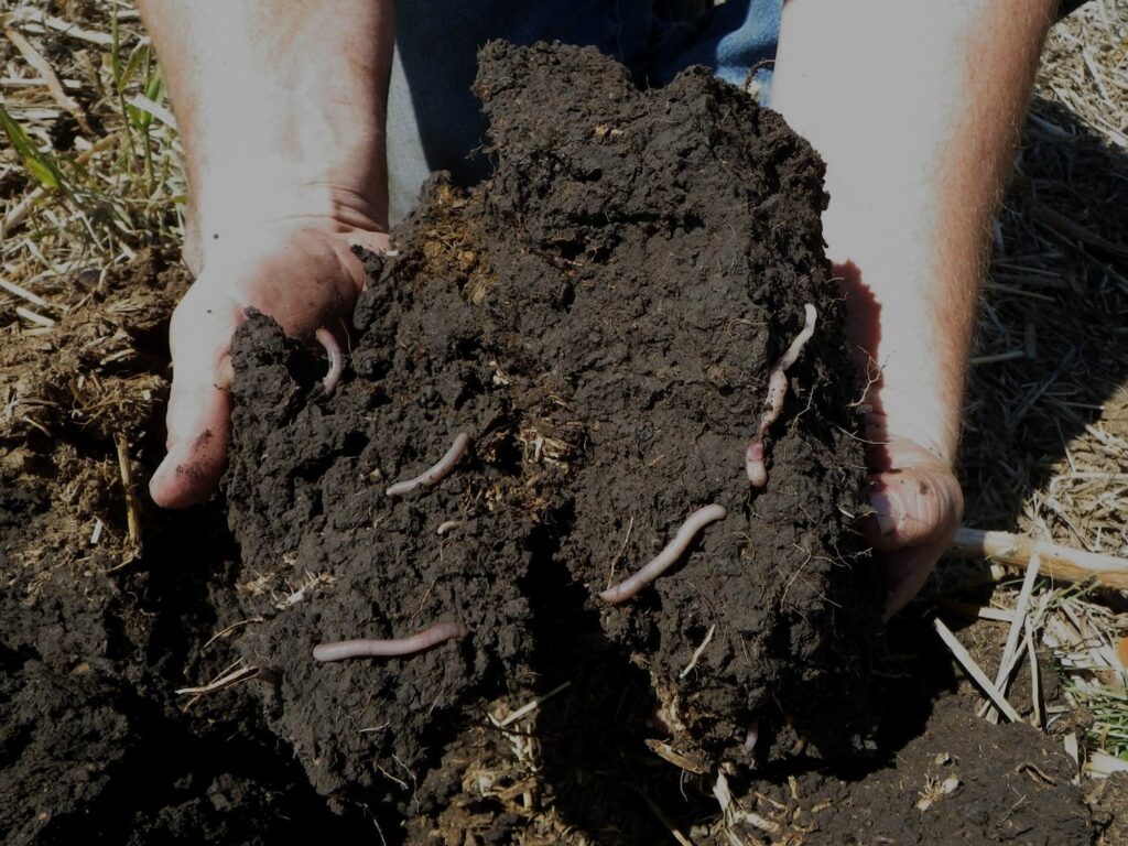 Dark Branch Farms Soil After Three Years of Regenerative Ag