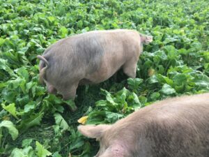 Pigs in Cover Crops