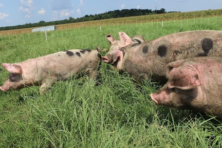 Pigs on Pasture