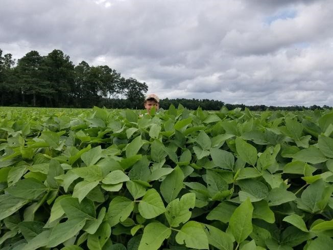 soybean crop two weeks before the flood