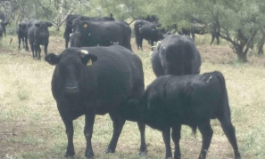 Ideal cattle phenotypes for the desert that were bred at the Las Damas Ranch
