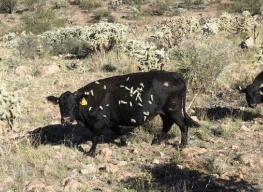 Cattle will adapt to their environment