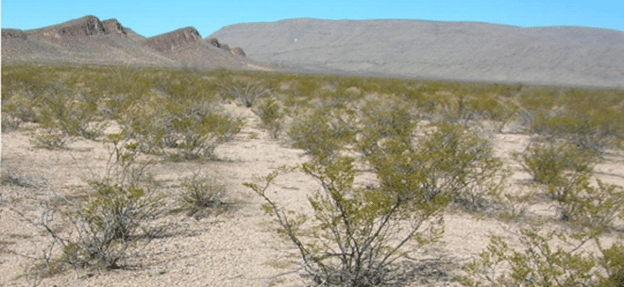 Typical View of the Chihuahuan Desert Under Conventional Grazing Management.