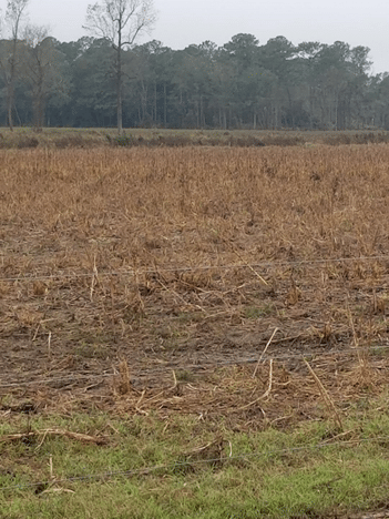 Picture 5: Pasture Conditions After the Hurricane