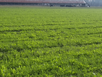 Picture 6: Pastures two weeks After Planting