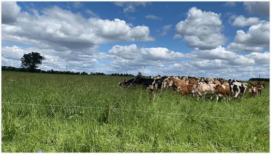 Pictured above are grazing dairy cows in Cold Springs, MN.