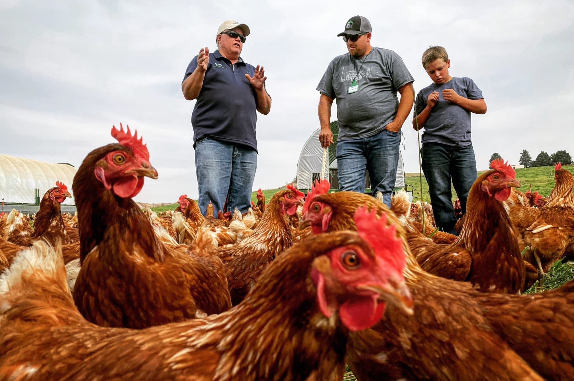 Gabe_Chickens_NR-1