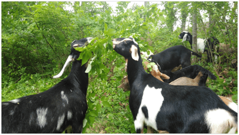 Using Goats as a Tool to Control Brush.