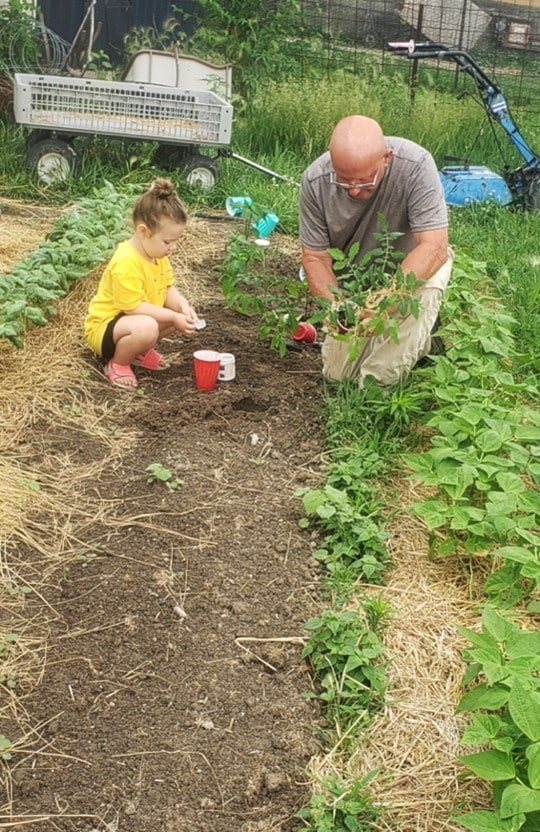This is a photo of my uncle helping my daughter Clara plant tomato that we start and grow ourselves. This lets our children be apart of the full cycle of a plants life cycle. As you can see in this picture the ground had been worked. That particular year we immediately added a layer of mulch over the row to hold on to moisture and reduce weed pressures. Those were green beans coming up through the mulch.