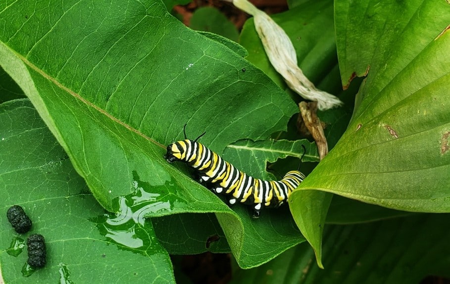 We have found it very important to add in many flowering species to help establish an environment for beneficial insects to thrive. This is a milkweed plant shown here with a monarch larvae. The plants were established with seed we gathered from the farm.