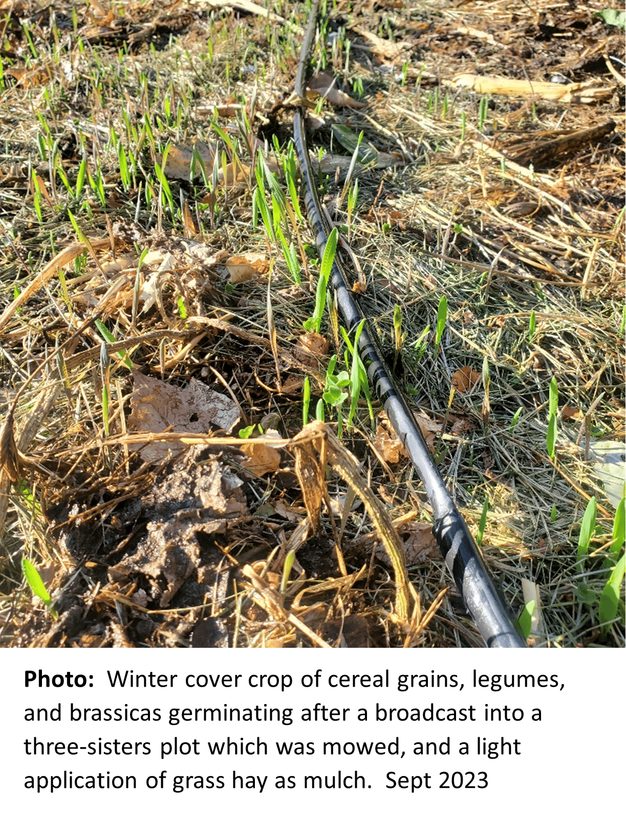 Winter cover crop of cereal grains, legumes, and brassicas germinating after a broadcast into a three-sisters plot which was mowed, and a light application of grass hay as mulch. Sept 2023