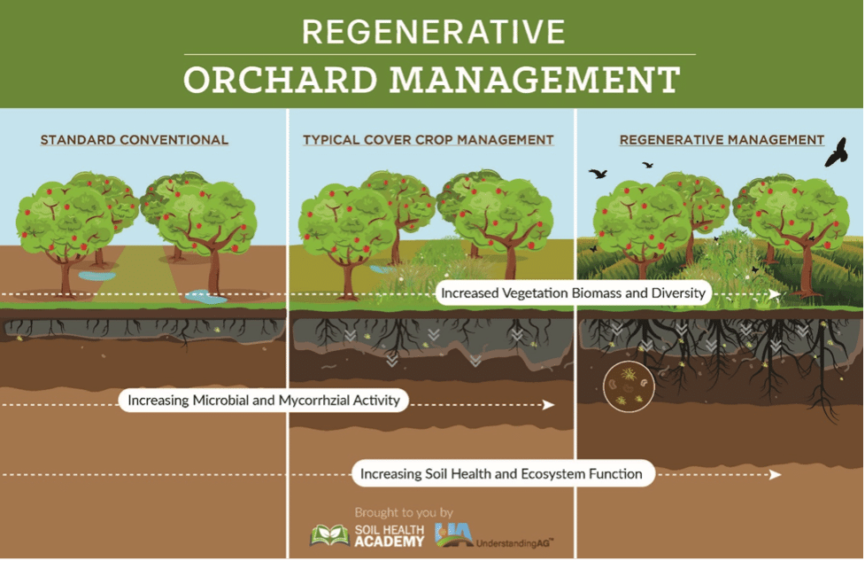 Orchard