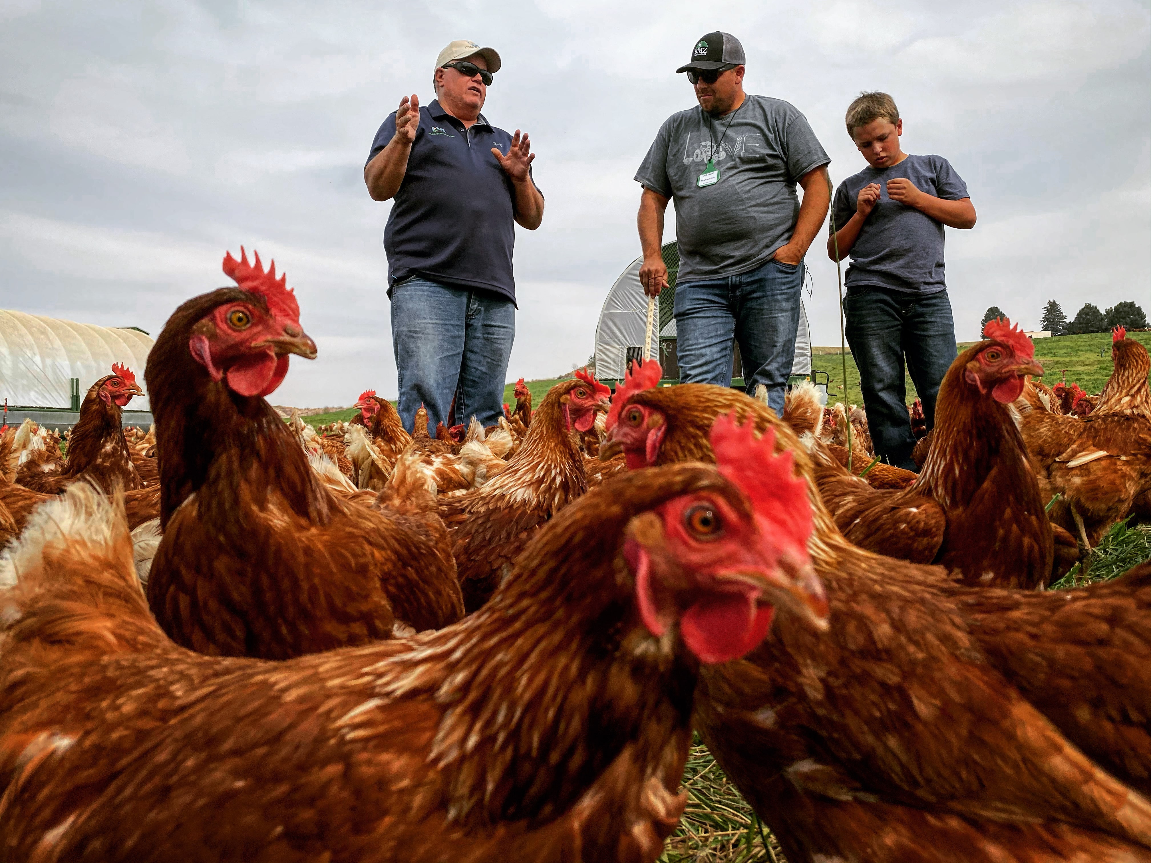Gabe Chickens Gabe Chickens