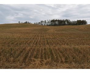 Corn harvest