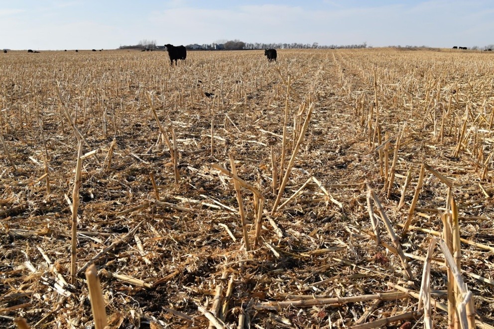 Cows grazing residue