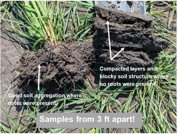 Good soil vs compacted