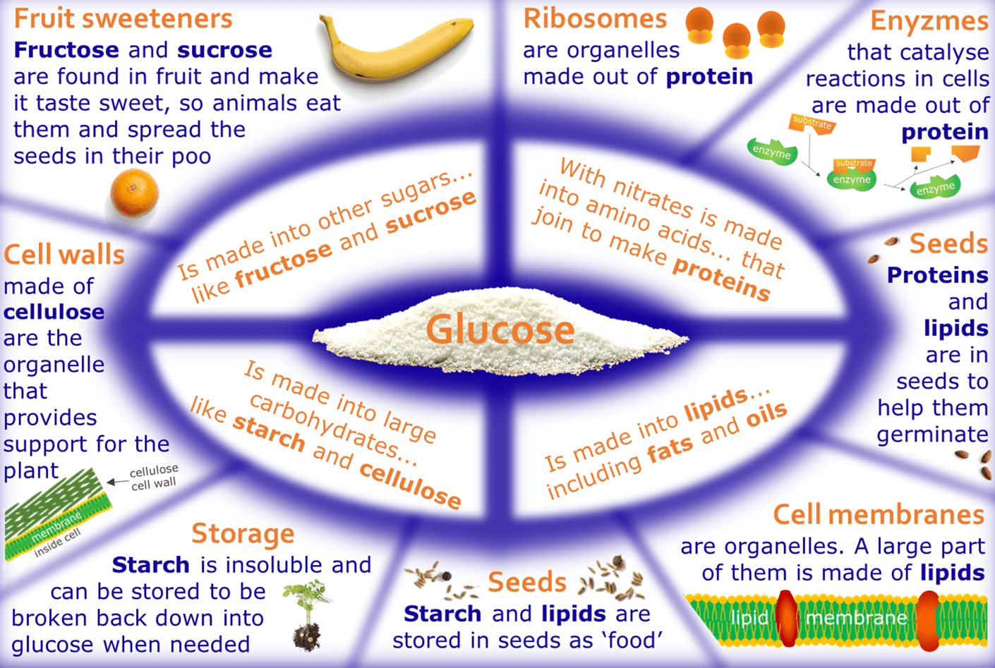 Glucose