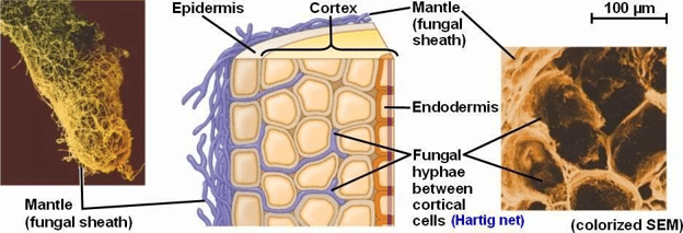 Ectomycorrhizal fungi