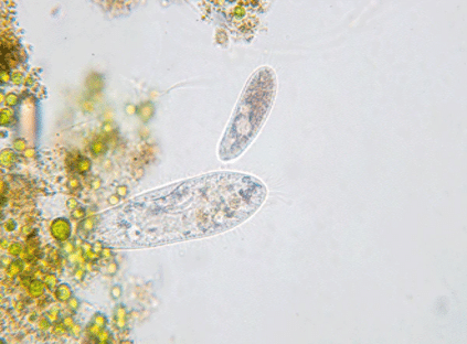 Protozoa feeding