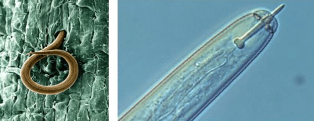 Root infecting nematodes