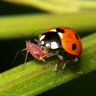 ladybug