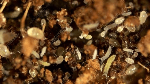 springtails and mites